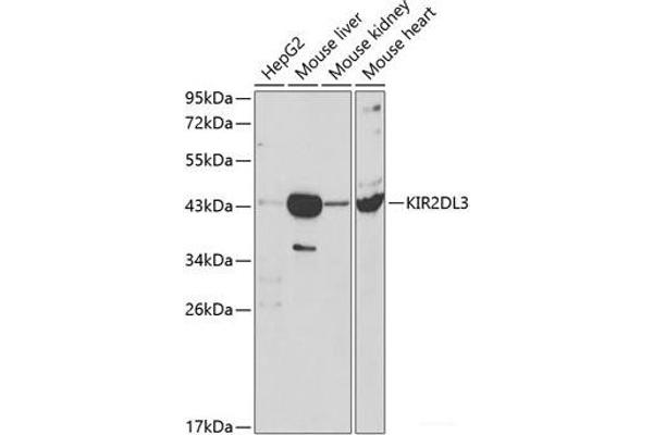 KIR2DL3 Antikörper
