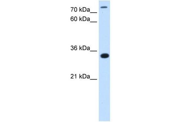 TAM41 Antikörper  (N-Term)