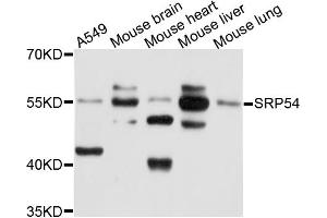 Western blot analysis of extracts of various cell lines, using SRP54 antibody (ABIN1874942) at 1:1000 dilution. (SRP54 Antikörper)