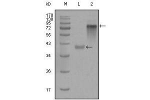 Western blot analysis using anti-KRT19 monoclonal antibody against truncated KRT19-His recombinant protein (1) and full-length KRT19(aa1-400)-hIgGFc transfected CHO-K1 cell lysate(2). (Cytokeratin 19 Antikörper)
