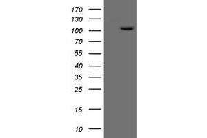 Image no. 1 for anti-Excision Repair Cross-Complementing Rodent Repair Deficiency, Complementation Group 4 (ERCC4) antibody (ABIN1498074) (ERCC4 Antikörper)