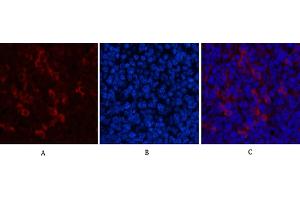 Immunofluorescence analysis of mouse spleen tissue. (beta Catenin Antikörper)