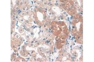 IHC-P analysis of Human Kidney Tissue, with DAB staining. (APOA1 Antikörper  (AA 122-267))