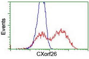 HEK293T cells transfected with either RC200095 overexpress plasmid (Red) or empty vector control plasmid (Blue) were immunostained by anti-CXorf26 antibody (ABIN2454749), and then analyzed by flow cytometry. (CXorf26 Antikörper)