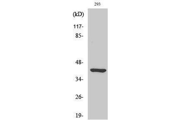 Ethanolamine Kinase 2 Antikörper  (Internal Region)