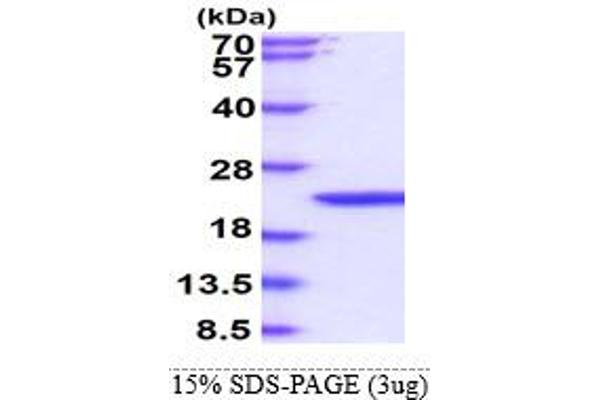 IFNB1 Protein (AA 22-182) (His tag)