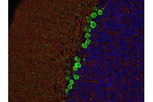 Indirect immunostaining of PFA fixed, paraffin-embedded mouse cerebellum section with anti-SV2C (dilution 1 : 200; red) and mouse anti-calbindin (cat. (SV2C Antikörper  (AA 2-16))