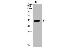 Western Blot analysis of KB cells using CD155 Polyclonal Antibody (Poliovirus Receptor Antikörper  (Internal Region))