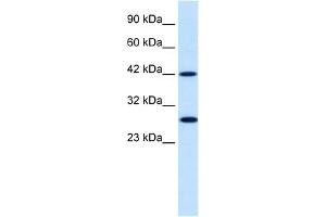 WB Suggested Anti-PSMD4 Antibody Titration:  0. (PSMD4/ASF Antikörper  (N-Term))