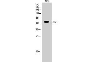 Western Blotting (WB) image for anti-Mitogen-Activated Protein Kinase 3 (MAPK3) antibody (ABIN5959035) (ERK1 Antikörper)
