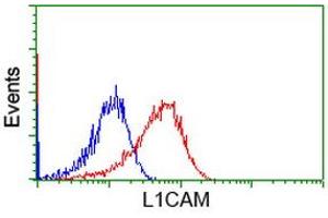 Image no. 3 for anti-L1 Cell Adhesion Molecule (L1CAM) antibody (ABIN1499090) (L1CAM Antikörper)