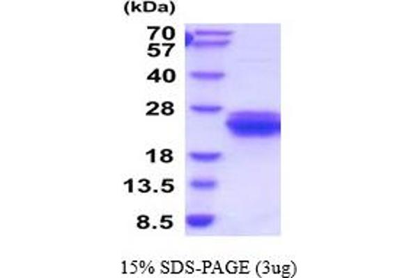 CLEC7A Protein (AA 71-244) (His tag)