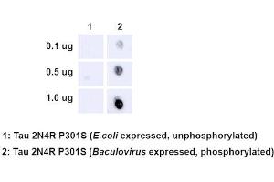 Dot Blot analysis using Rabbit Anti-Tau Monoclonal Antibody, Clone AH36 (ABIN6932886). (tau Antikörper  (pSer202, pThr205) (Atto 488))