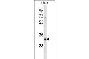 Western blot analysis in Hela cell line lysates (35ug/lane). (SFRS7 Antikörper  (N-Term))