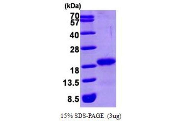 GABARAP Protein (AA 1-117) (His tag)