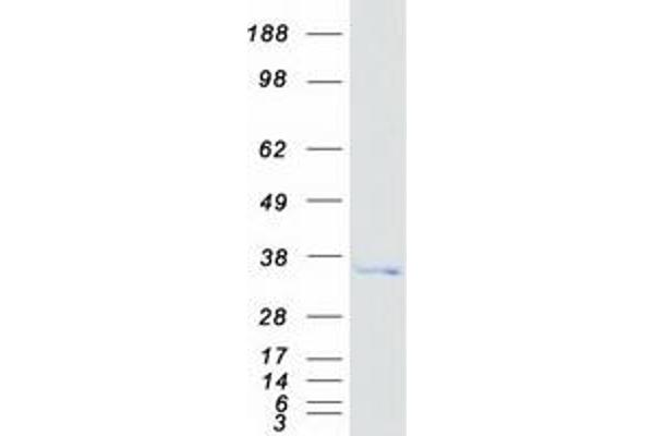 HEBP2 Protein (Myc-DYKDDDDK Tag)