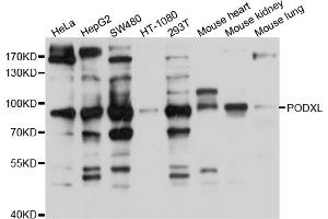 Western blot analysis of extracts of various cell lines, using PODXL antibody (ABIN5998550) at 1/1000 dilution. (PODXL Antikörper)