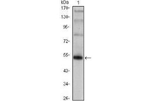 Western Blot showing FOXP3 antibody used against FOXP3 (AA: 2-193)-hIgGFc transfected HEK293 cell. (FOXP3 Antikörper)