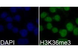 Immunofluorescence (IF) image for anti-Histone 3 (H3) (H3K36me3) antibody (ABIN1873005) (Histone 3 Antikörper  (H3K36me3))