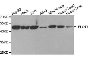 Western blot analysis of extracts of various cell lines, using FLOT1 antibody (ABIN5973661) at 1/1000 dilution. (Flotillin 1 Antikörper)
