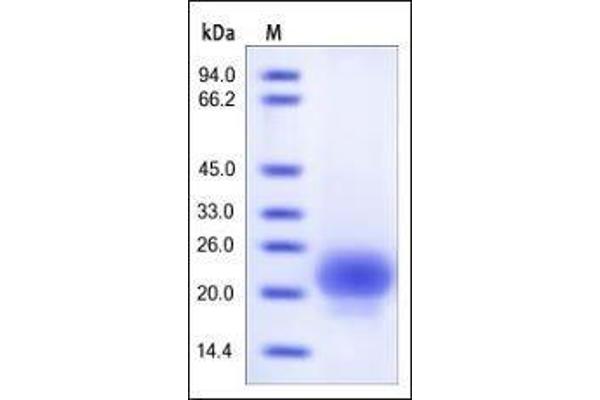 RSPO1 Protein (AA 21-146) (His tag)