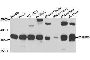 Western blot analysis of extracts of various cell lines, using CYB5R3 antibody (ABIN5995504) at 1/1000 dilution. (CYB5R3 Antikörper)