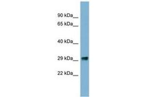 Image no. 1 for anti-Prkr Interacting Protein 1 (IL11 Inducible) (PRKRIP1) (N-Term) antibody (ABIN6741774) (PRKRIP1 Antikörper  (N-Term))