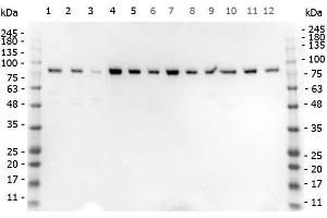 Western Blot of Rabbit anti-STIM1 antibody. (STIM1 Antikörper  (C-Term))