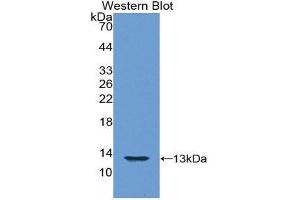 Western Blotting (WB) image for anti-Histone H4 (AA 2-103) antibody (ABIN1859164) (Histone H4 Antikörper  (AA 2-103))