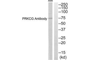Western blot analysis of extracts from A549 cells, using PRKCG antibody. (PKC gamma Antikörper  (Internal Region))