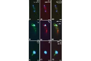 Immunostaining (ISt) image for anti-Perilipin 2 (PLIN2) (AA 1-29), (N-Term) antibody (ABIN285650)