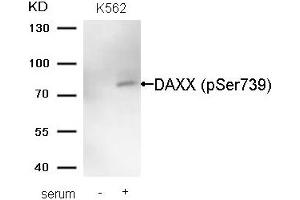 Western blot analysis of extracts from K562 cells untreated (lane 1) or treated with serum (lane 2) using DAXX (Phospho-Ser739) Antibody. (DAXX Antikörper  (pSer739))