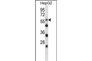 Western blot analysis in HepG2 cell line lysates (35ug/lane). (SIGLEC8 Antikörper  (N-Term))