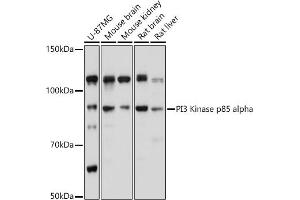Western blot analysis of extracts of various cell lines, using PI3 Kinase p85 alpha antibody (ABIN6130618, ABIN6145643, ABIN6145646 and ABIN6215249) at 1:1000 dilution. (PIK3R1 Antikörper  (AA 240-380))