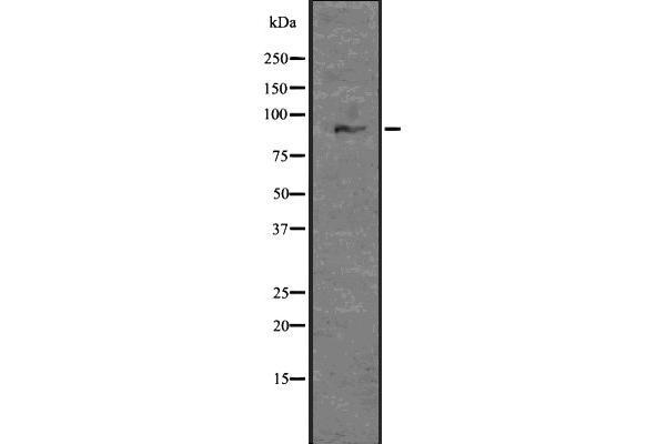 GLIS3 Antikörper  (Internal Region)