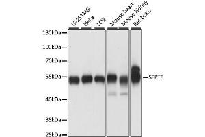 Western blot analysis of extracts of various cell lines, using SEPT8 antibody (ABIN6291210) at 1:1000 dilution. (Septin 8 Antikörper)