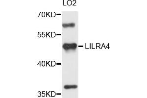 Western blot analysis of extracts of LO2 cells, using LILRA4 antibody (ABIN5971757) at 1/1000 dilution. (LILRA4 Antikörper)