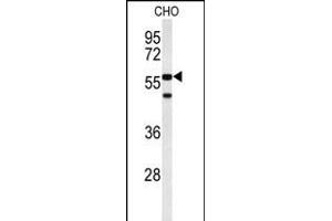 Western blot analysis of ACTR5 Antibody (C-term) (ABIN653214 and ABIN2842752) in CHO cell line lysates (35 μg/lane). (ACTR5 Antikörper  (C-Term))