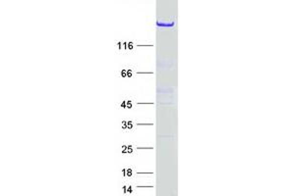 Nischarin Protein (NISCH) (Myc-DYKDDDDK Tag)