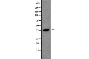 Western blot analysis USP50 using A549 whole cell lysates (USP50 Antikörper  (Internal Region))