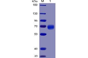 Human PD-1 Protein, mFc-His Tag on SDS-PAGE under reducing condition. (PD-1 Protein (AA 24-170) (mFc-His Tag))