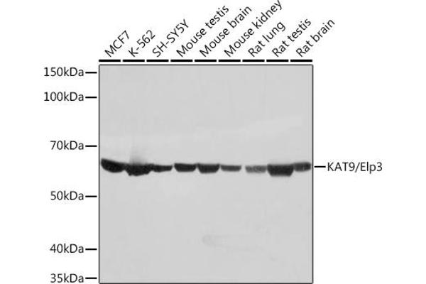 ELP3/KAT9 Antikörper