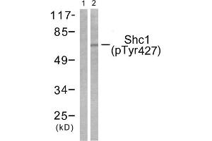 Western Blotting (WB) image for anti-SHC (Src Homology 2 Domain Containing) Transforming Protein 1 (SHC1) (pTyr427) antibody (ABIN1847216) (SHC1 Antikörper  (pTyr427))