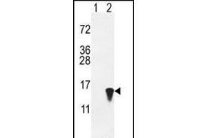 Western blot analysis of ISG15 (arrow) using rabbit polyclonal hISG15-A46 (ABIN387983 and ABIN2844984). (ISG15 Antikörper  (N-Term))