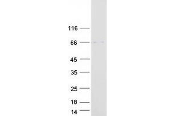 FCRL4 Protein (Myc-DYKDDDDK Tag)