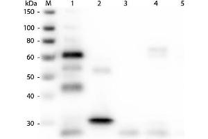 Western Blot of Anti-Chicken IgG (H&L) (GOAT) Antibody (Min X Bv Gt GP Ham Hs Hu Ms Rb Rt & Sh Serum Proteins). (Ziege anti-Huhn IgG Antikörper (DyLight 549) - Preadsorbed)