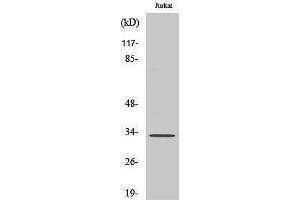 Western Blotting (WB) image for anti-Uncoupling Protein 3 (Mitochondrial, Proton Carrier) (UCP3) (C-Term) antibody (ABIN3187411) (UCP3 Antikörper  (C-Term))