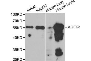 Western blot analysis of extracts of various cell lines, using AGFG1 antibody. (AGFG1 Antikörper)