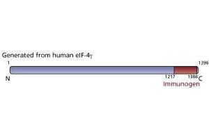 Image no. 2 for anti-eIF-4gamma (AA 1217-1386) antibody (ABIN968023) (eIF-4gamma (AA 1217-1386) Antikörper)