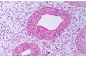 Anti-PDIA3 / ERp57 antibody IHC staining of human uterus, endometrium. (PDIA3 Antikörper)